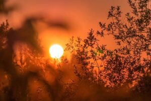 Extreme heat warning issued for Phoenix, highs up to 113 expected