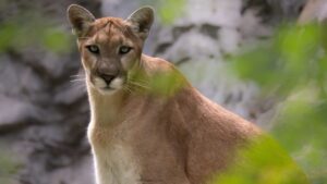 Center for Biological Diversity sues Arizona Game and Fish over mountain lion hunting rules
