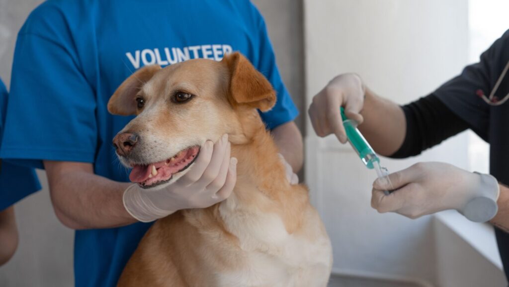 The Arizona Humane Society (AHS) is urging owners to keep their pets up to date on their vaccines year-round as it sees a continuous rise in preventable diseases. 