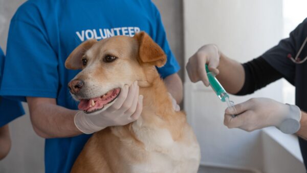 The Arizona Humane Society (AHS) is urging owners to keep their pets up to date on their vaccines year-round as it sees a continuous rise in preventable diseases. 