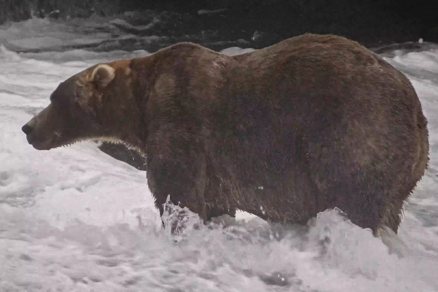 This image from video provided by explore.org shows a brown bear known as "Backpack," officially na...