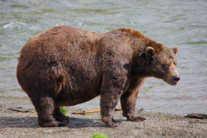 Fat Bear Week opens for Alaska’s heavyweight crown. Can Chunk, the 1,200-pound champ, win again?