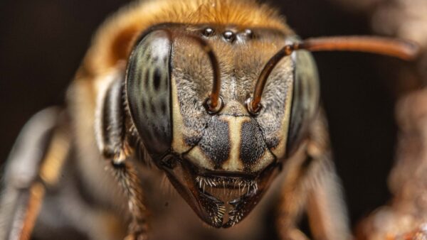 Bee attack at Intel campus in Chandler leaves 3 injured