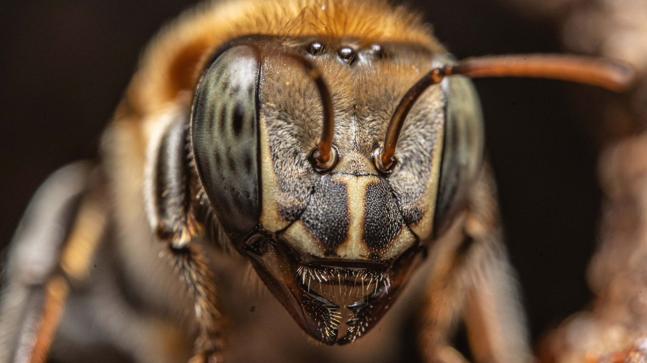 Bee attack at Intel campus in Chandler leaves 3 injured...