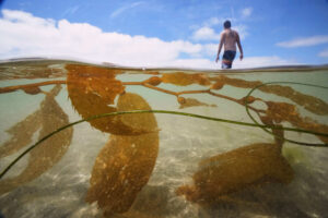 California officials allow plans for the country’s biggest kelp farm to move forward