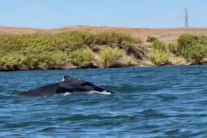 A humpback whale was spotted in a California river, 60 miles from its Pacific Ocean home