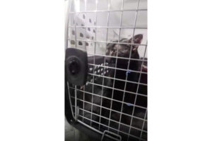 ‘Catman’ to the rescue, as man pulls stuck Long Island pet to safety after long ordeal