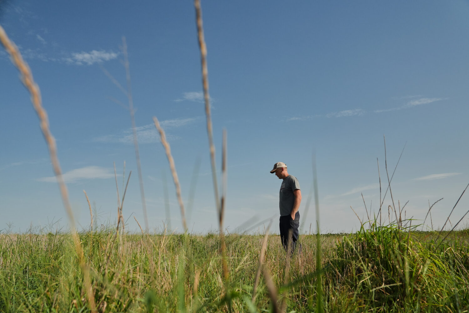David Mueller stands in his Kernza field Tuesday, July 28, 2026, at his farm in Halstead, Kan. (AP ...