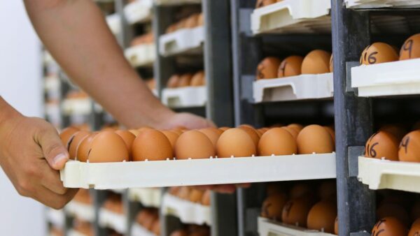 Hickman’s gives 2.1M free eggs to food banks as part of settlement