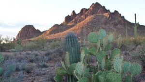 Poll shows majority of Arizonans are against eliminating national monument lands