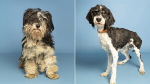 More than a dozen dogs saved from hoarding case at VRBO, 6 looking for foster homes