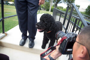 The Obamas’ family dog Sunny dies, the former president says