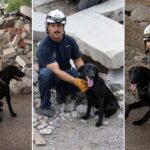 Phoenix Fire Department introduces 3 new search dogs: Bunker, Ryder and Sawyer