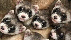 Phoenix Zoo welcomes record number of endangered black-footed ferret kits