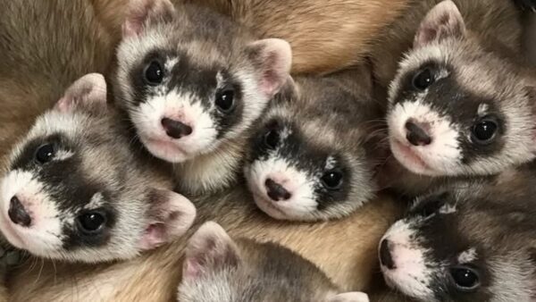Phoenix Zoo 43 black-footed ferrets born this summer