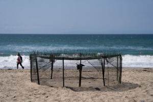 Agency says sea turtle eggs laid on California beaches are a first for the US West Coast