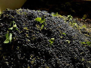 California farmers are struggling to sell grapes as demand for wine drops