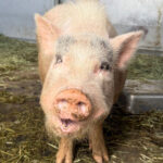 big-adoption-2