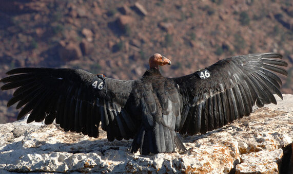 The Arizona Game and Fish Department (AZGFD) will release four captive California condors into the wild on Sept. 26.
