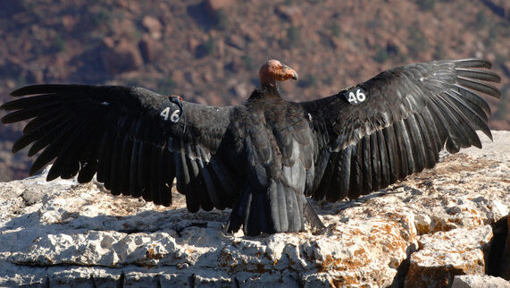 The Arizona Game and Fish Department (AZGFD) will release four captive California condors into the wild on Sept. 26.