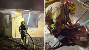 Phoenix firefighters use specialized equipment to revive 2 dogs rescued from house fire