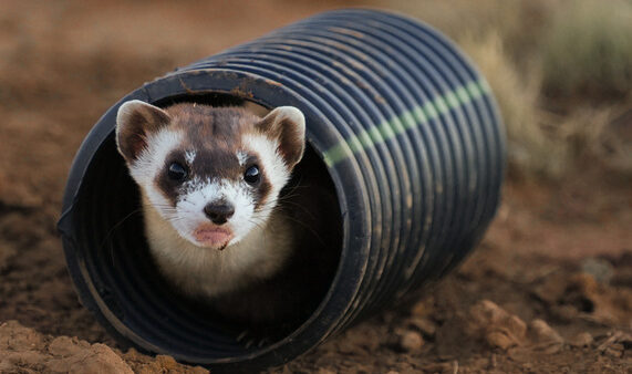 A black-footed ferret. The Arizona Game and Fish Department released 18 of the endangered animals in northern Arizona on Sept. 14. (Photo courtesy of Arizona Game and Fish Department)