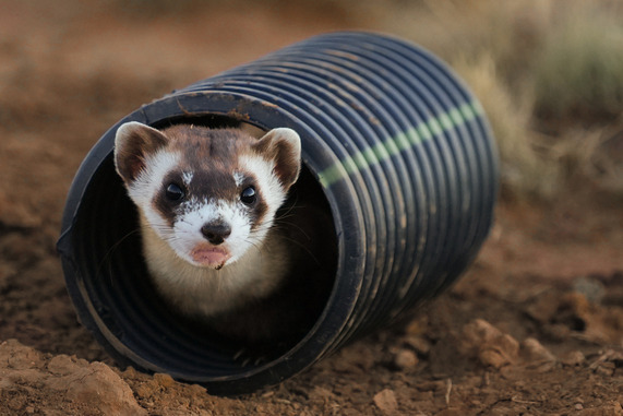 A black-footed ferret. The Arizona Game and Fish Department released 18 of the endangered animals in northern Arizona on Sept. 14. (Photo courtesy of Arizona Game and Fish Department)