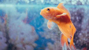 UofA fraternity suspended after allegedly forcing new members to eat live goldfish