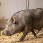 pet-pig-adoption-kissin-kyle