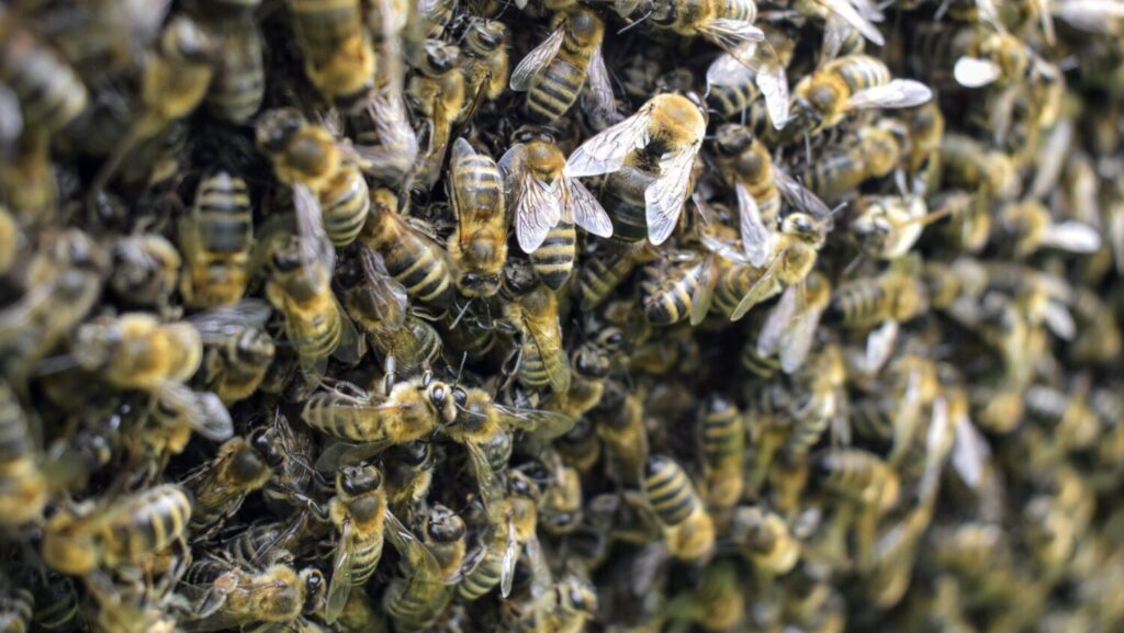 One person was taken to a hospital after being stung by bees more than 100 times in Goodyear on Tuesday evening, authorities said. 