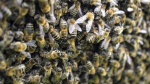 1 hospitalized after being stung more than 100 times by bees at home in Goodyear