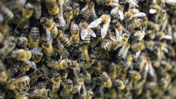 One person was taken to a hospital after being stung by bees more than 100 times in Goodyear on Tuesday evening, authorities said. 