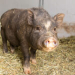 pig-adoption-3-fancy
