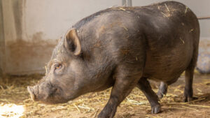 Oink, oink, oink: Arizona Humane Society seeks new homes for 3 pet pigs