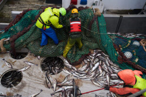 Takeaways from AP’s report on Alaska’s growing fight over trawling and bycatch