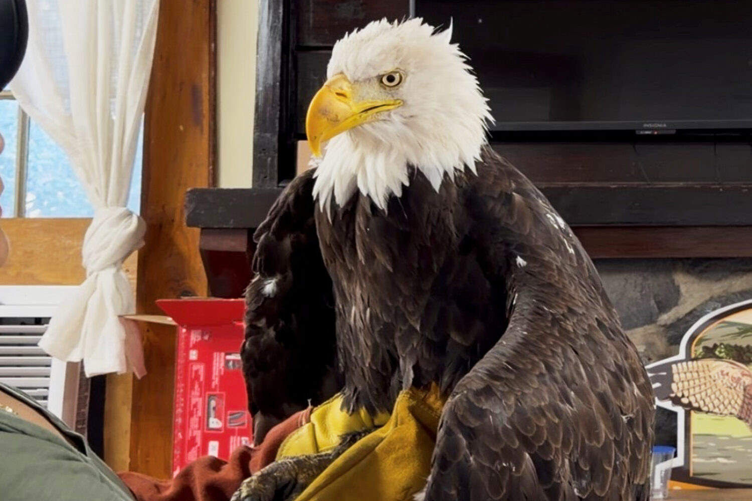 FILE - Jackie the bald eagle is examined on July 18, 2026, at the Los Angeles County Parks San Dima...
