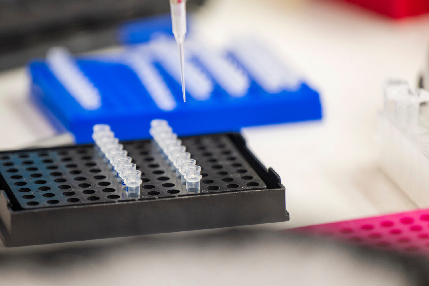 FILE A lab technician prepares DNA samples for analysis in San Jose, Calif., July 22, 2024. (AP Pho...