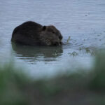 Bringing more beavers to watersheds is a powerful drought-fighting tool, experts say