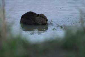 Bringing more beavers to watersheds is a powerful drought-fighting tool, experts say