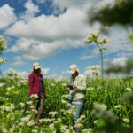 Enthusiasts hope the organic farm staple buckwheat can reach more fields and tables