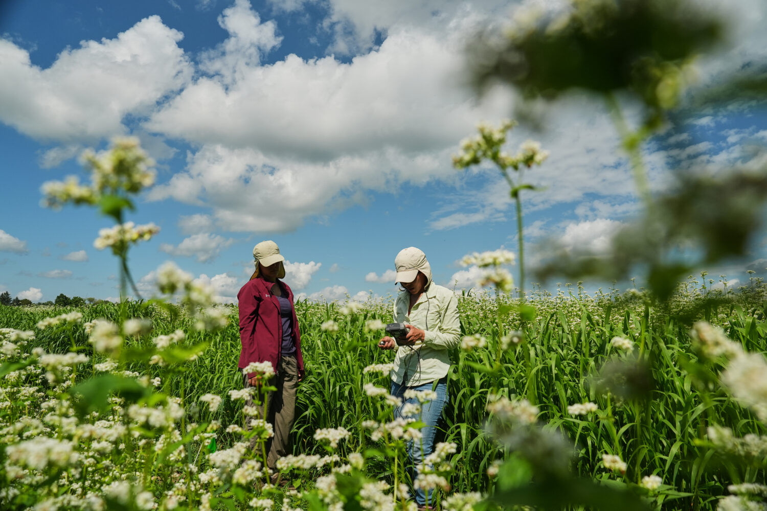 Katherine Beeson, left, and Ana Roldan, right, take ambient light measurements as part of buckwheat...