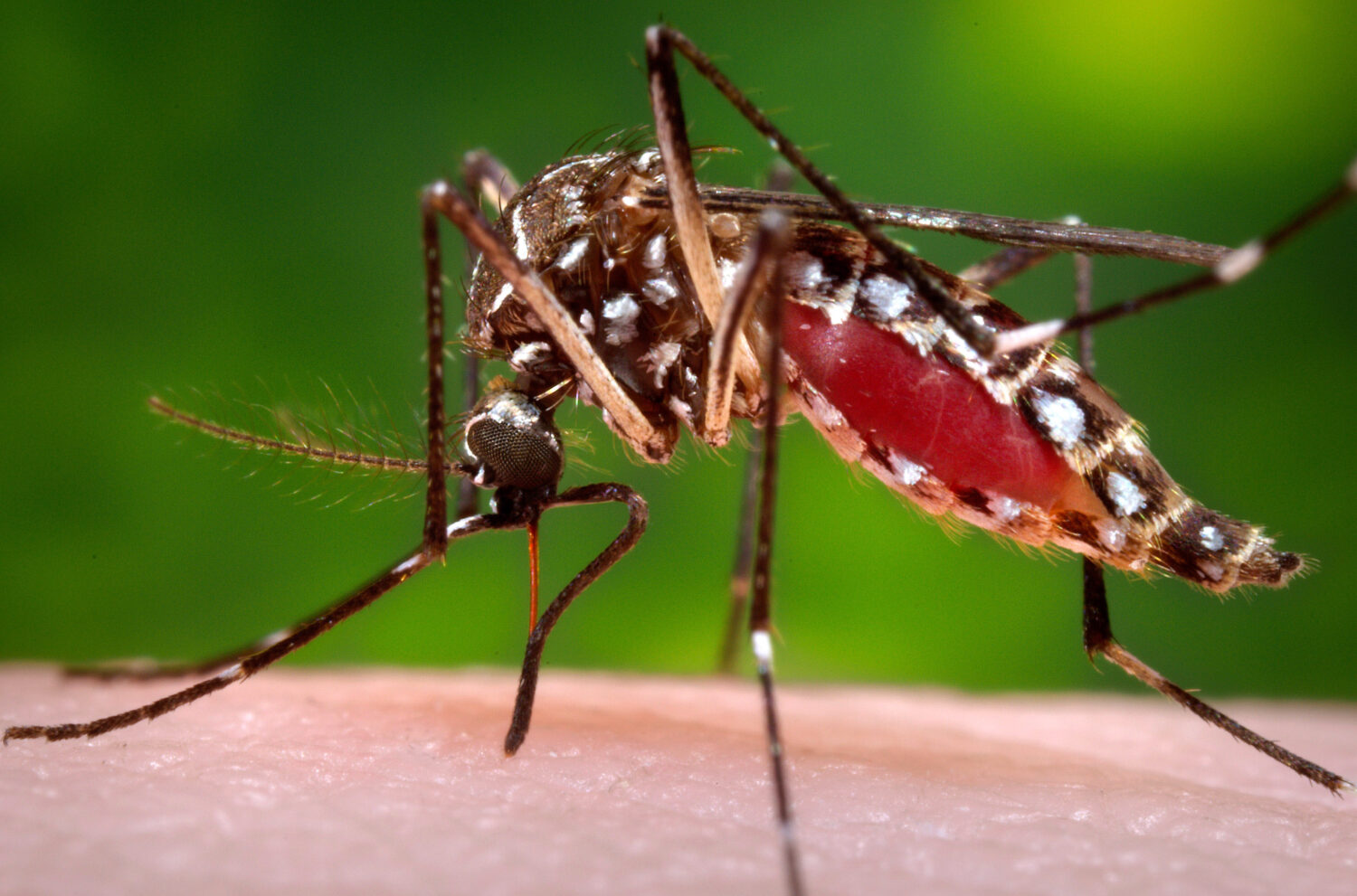 FILE - This 2006 photo provided by the Centers for Disease Control and Prevention shows a female Ae...