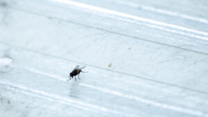First confirmed case of New World screwworm found in Arizona dog