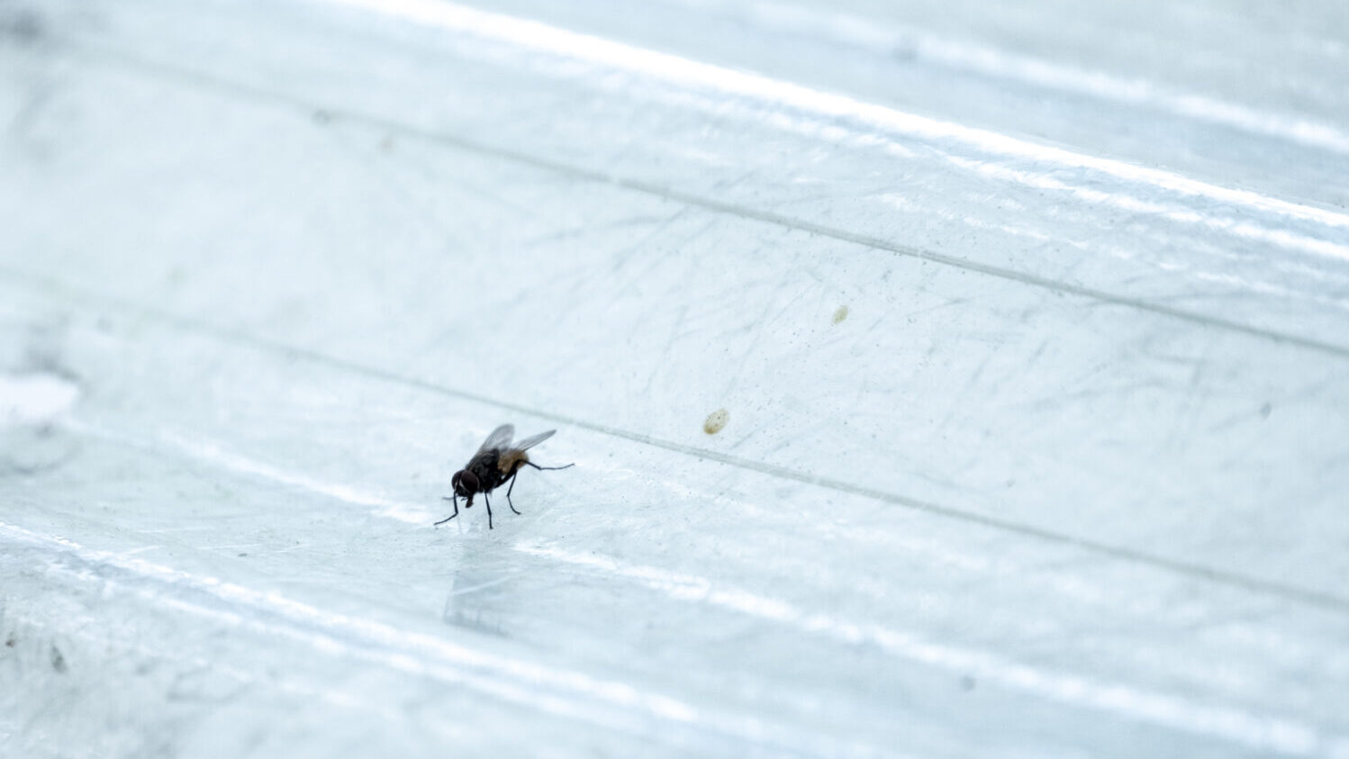 A fly, not known if a New World Screwworm, lands on a crate of 80,000 sterile NWS pupae installed a...