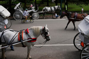 New York to ban Central Park’s horse-drawn carriages after teen’s death