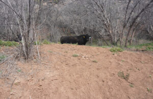 Lawsuit says feds failed to keep cattle out of protected Arizona wildlife habitat
