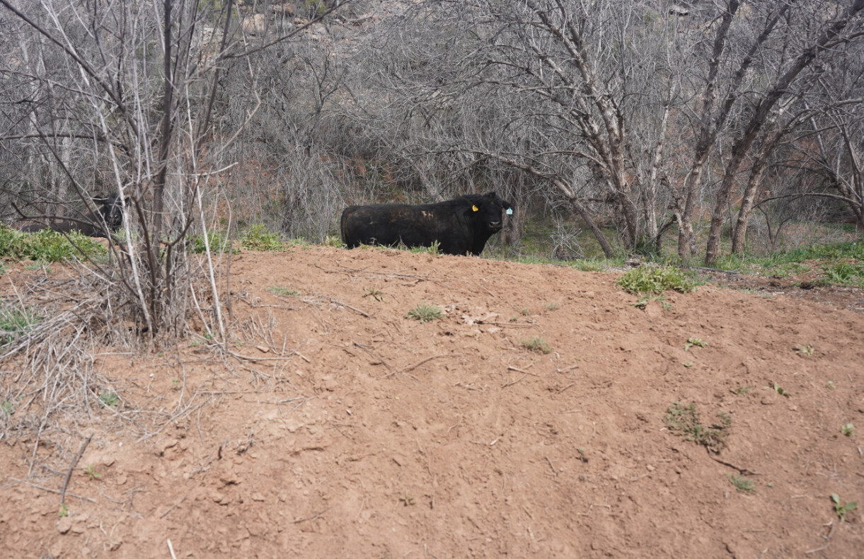 Cattle linger around a denuded, eroding slope within off-limits riparian critical habitat on the up...