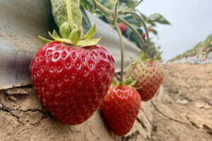Strawberry farmer hopes steam holds the key to healthy soil and a better crop