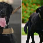 Tempe Police Department introduces new K9 named Cash