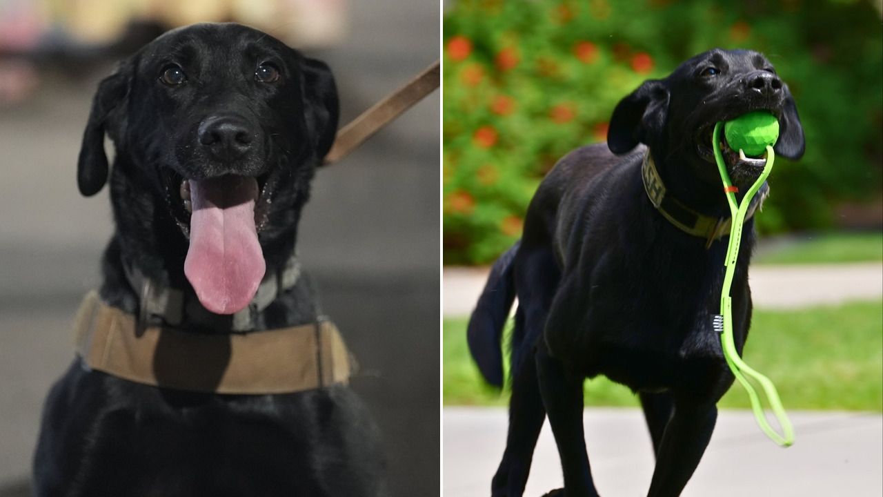 Cash is the Tempe Police Department's newest addition to its K9 unit....
